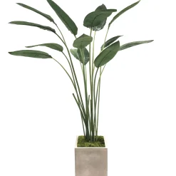PARADISE TREE IN SQUARE PLANTER 5'