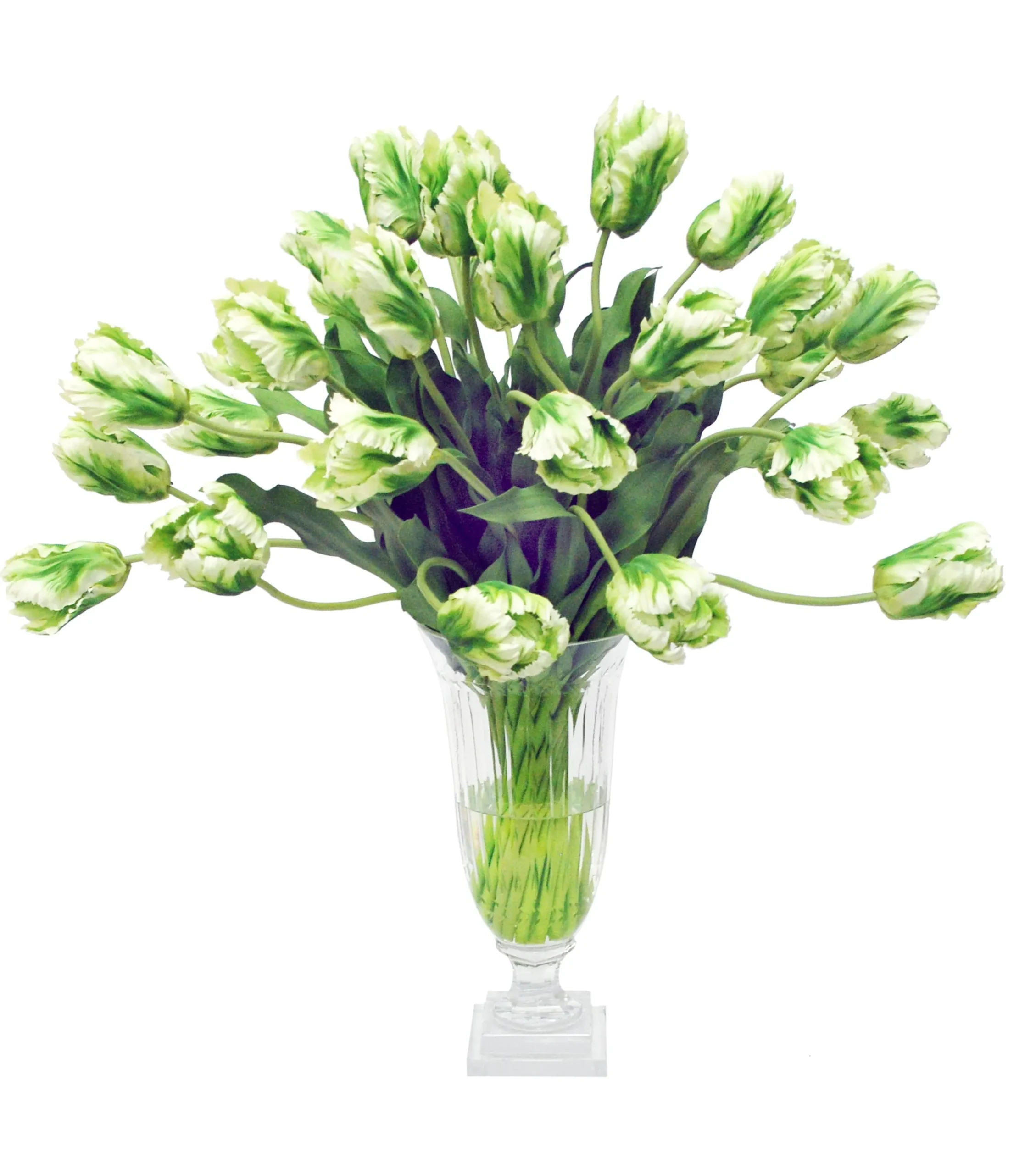 PARROT TULIP IN LEAF CUT VASE (WHD173-WHGR)