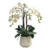 PHALAENOPSIS IN DURIAN CACHE POT (WHD227-WH)