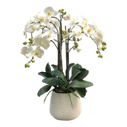 PHALAENOPSIS IN DURIAN CACHE POT (WHD227-WH)