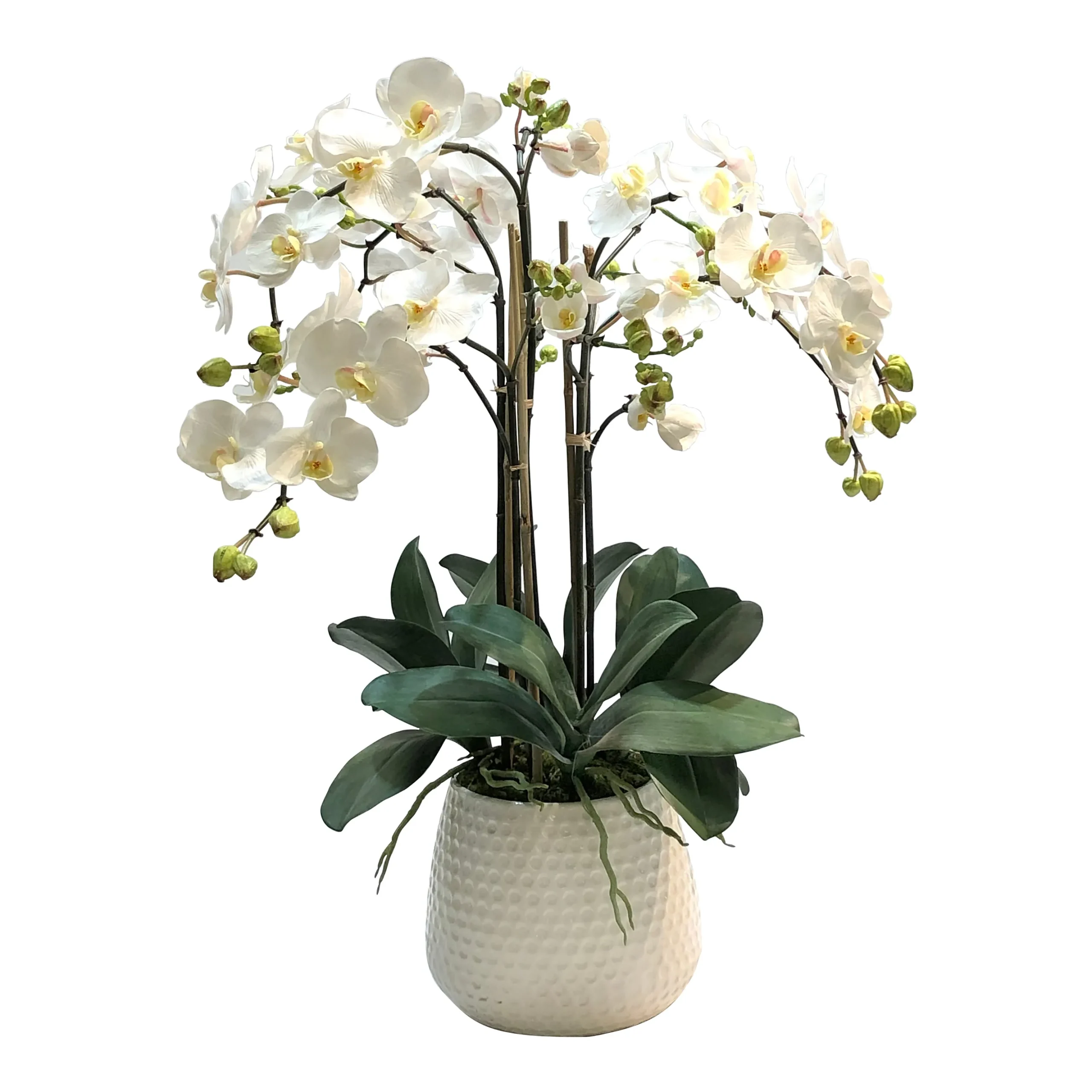 PHALAENOPSIS IN DURIAN CACHE POT (WHD227-WH)
