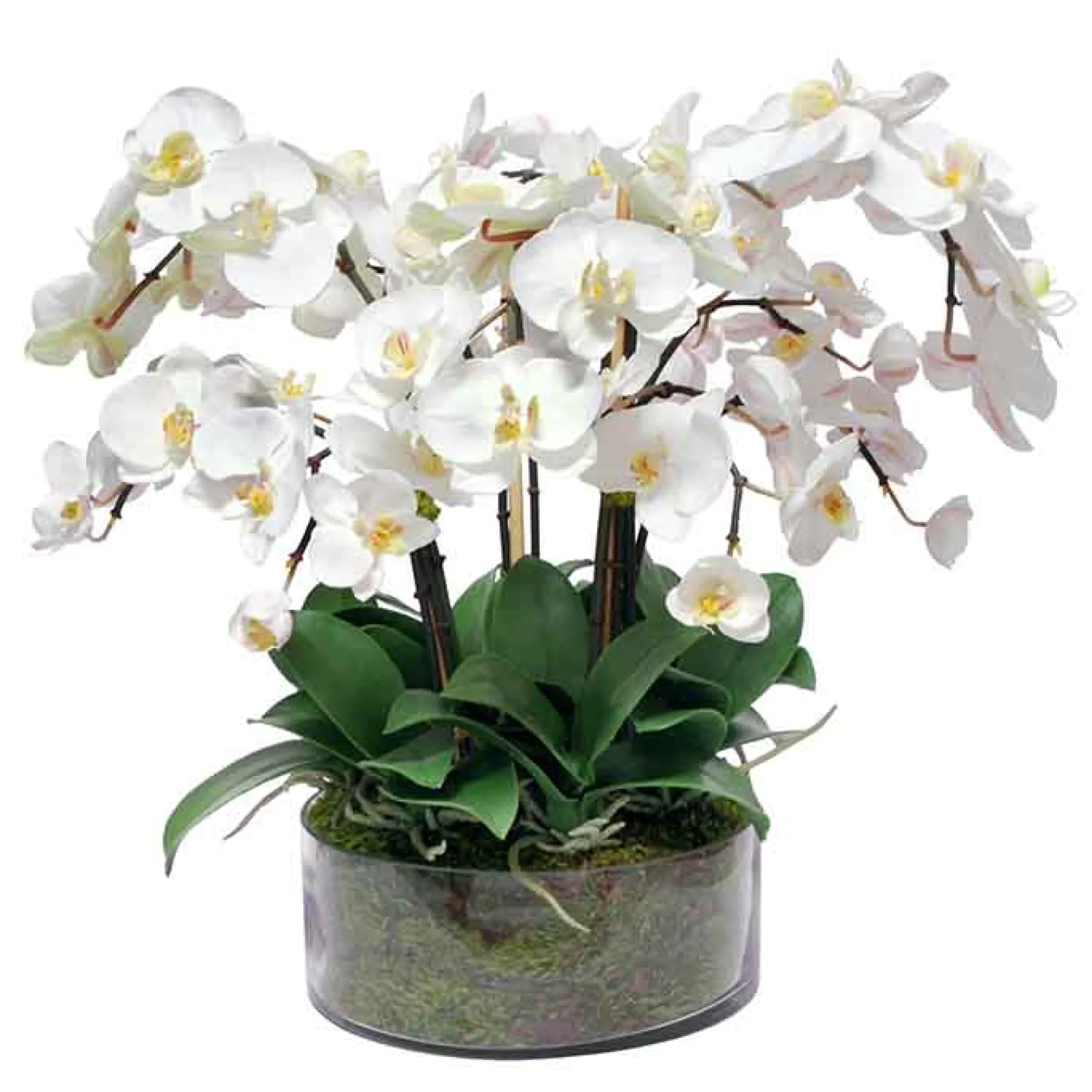 Phalaenopsis in Open Cylinder Vase 19"