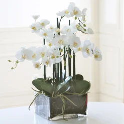 Phalaenopsis in Square Glass 22"