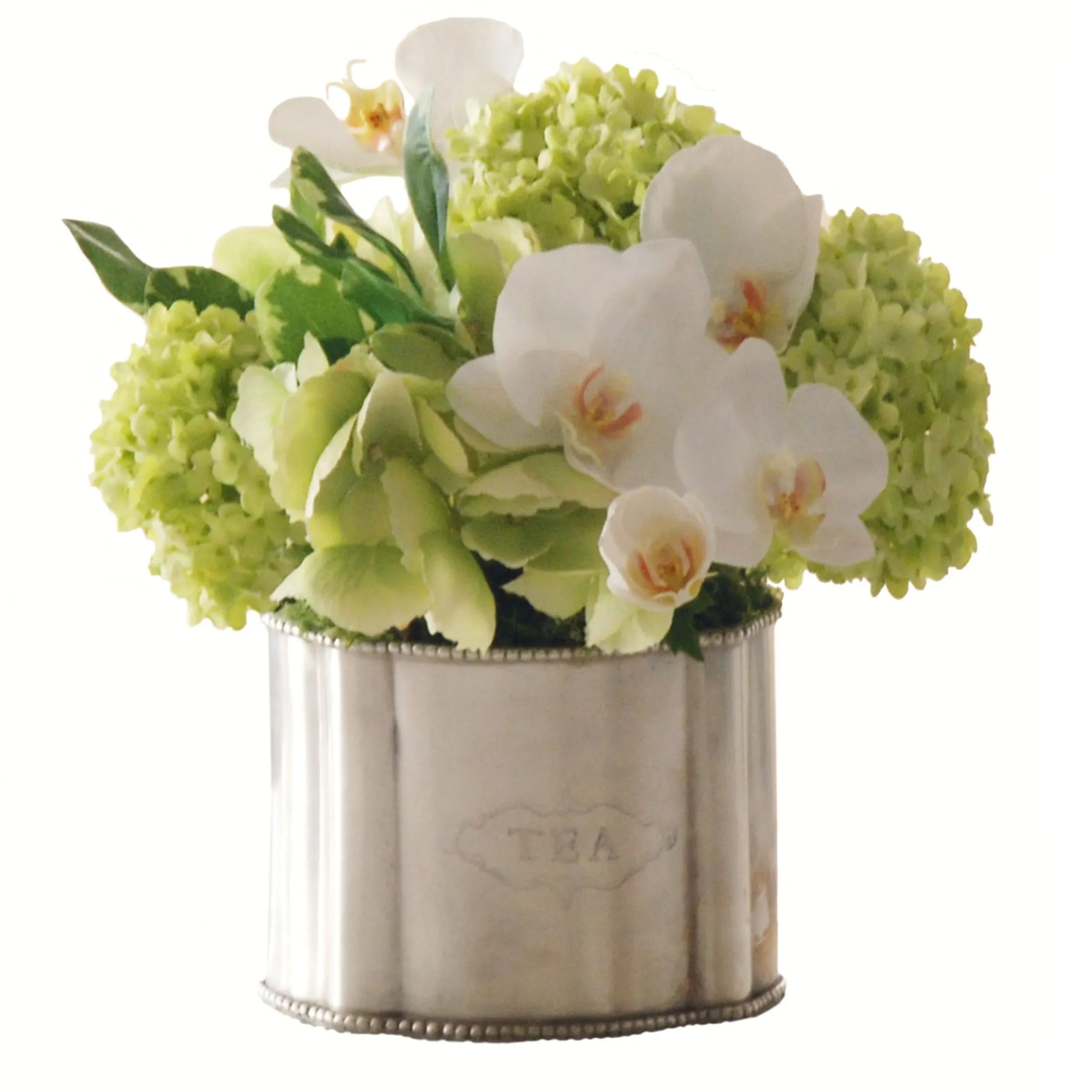 Phalaenopsis Snowball in Caddy 10"