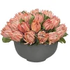 Pink Protea in Bowl 18''
