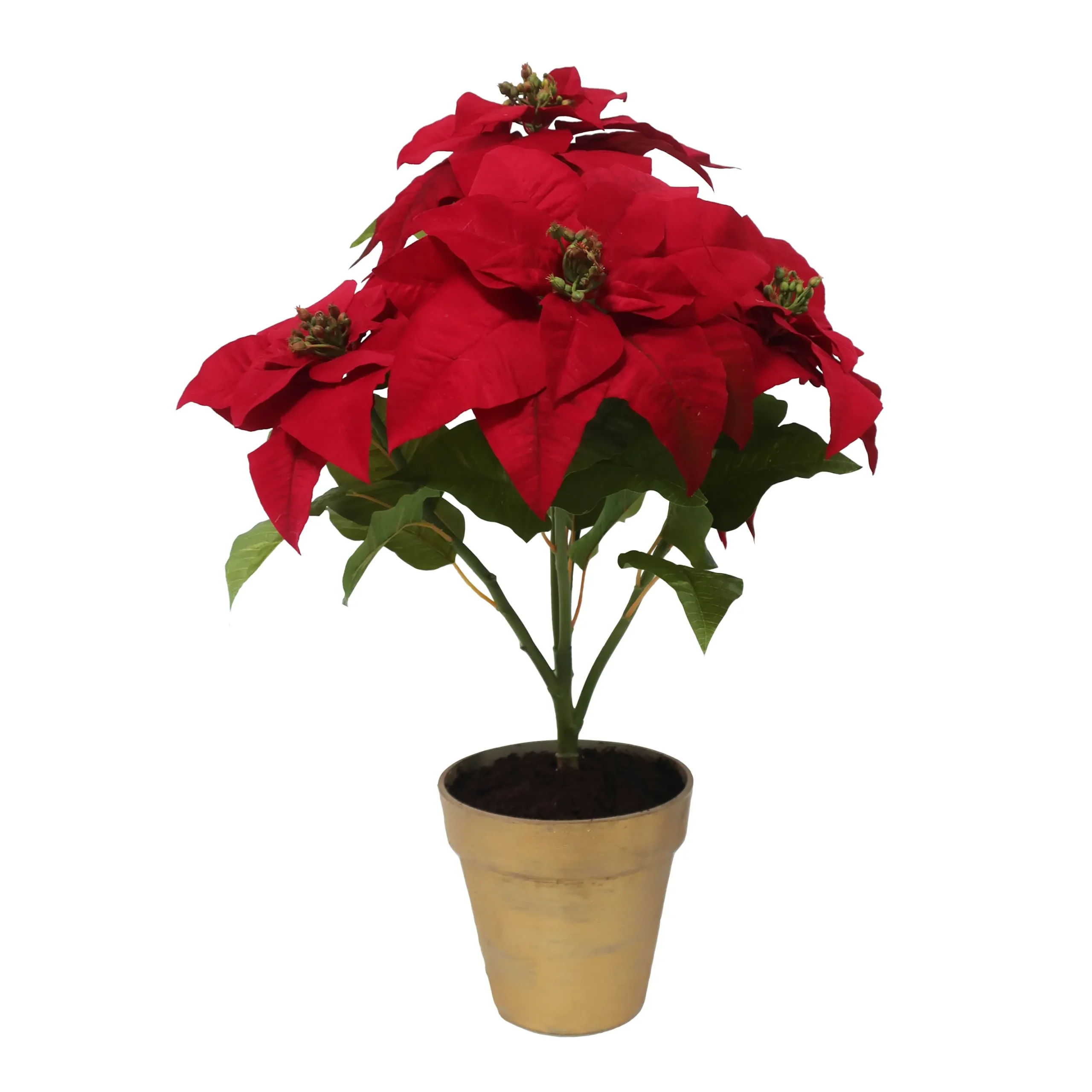 Poinsettia Branch in Pot 28"