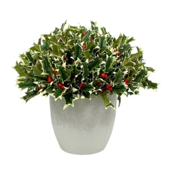 Pointed Holly in Floral Cathe Pot 14"