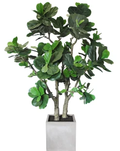 Potted Fiddle Leaf Tree in Square Planter 6.5'