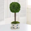 Preserved Boxwood Ball in Pot Cache 28"