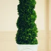 PRESERVED BOXWOOD SPIRAL IN TUSCAN URN 6.5"