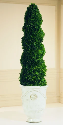 PRESERVED BOXWOOD SPIRAL IN TUSCAN URN 6.5"