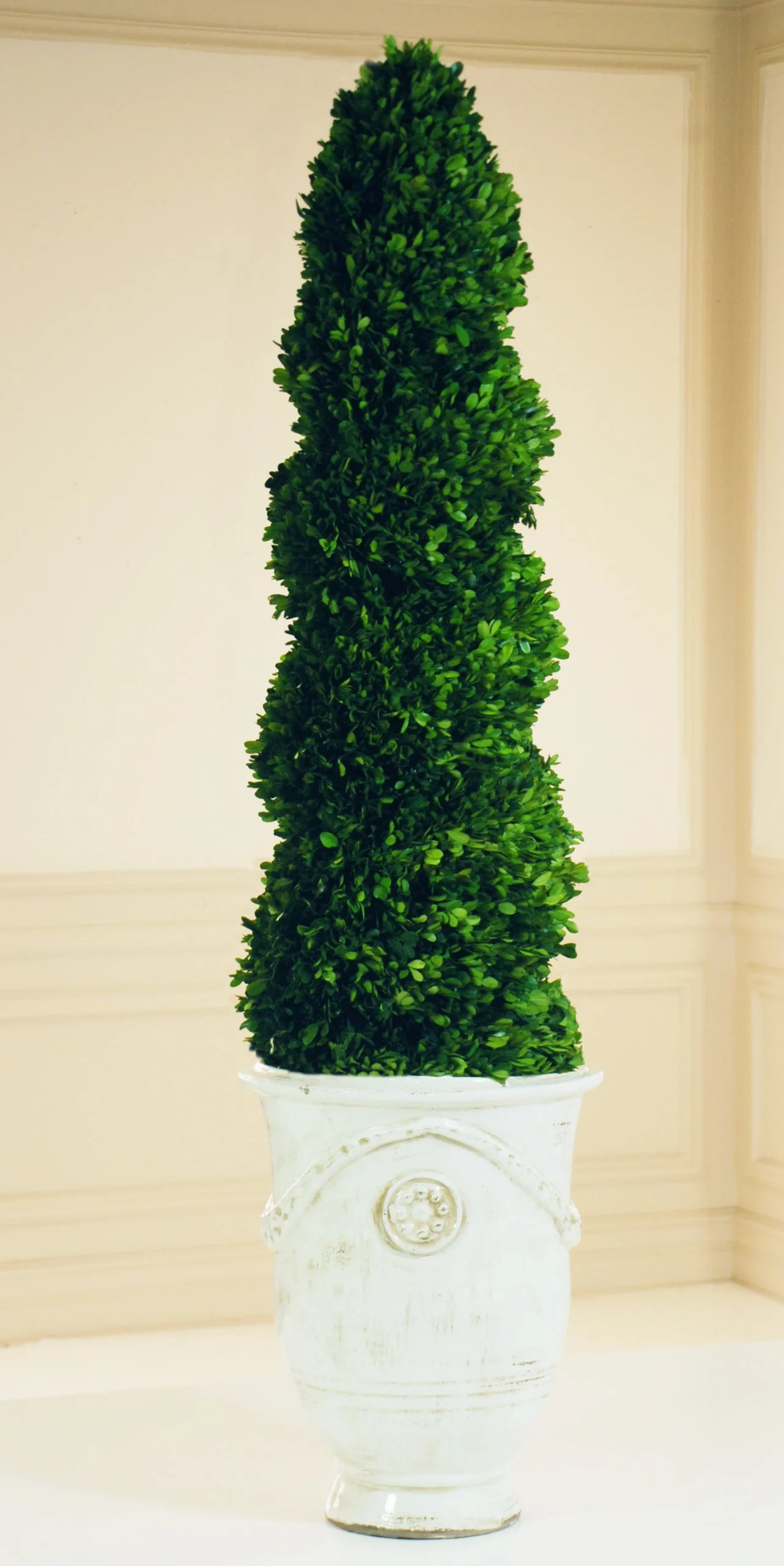 PRESERVED BOXWOOD SPIRAL IN TUSCAN URN 6.5"