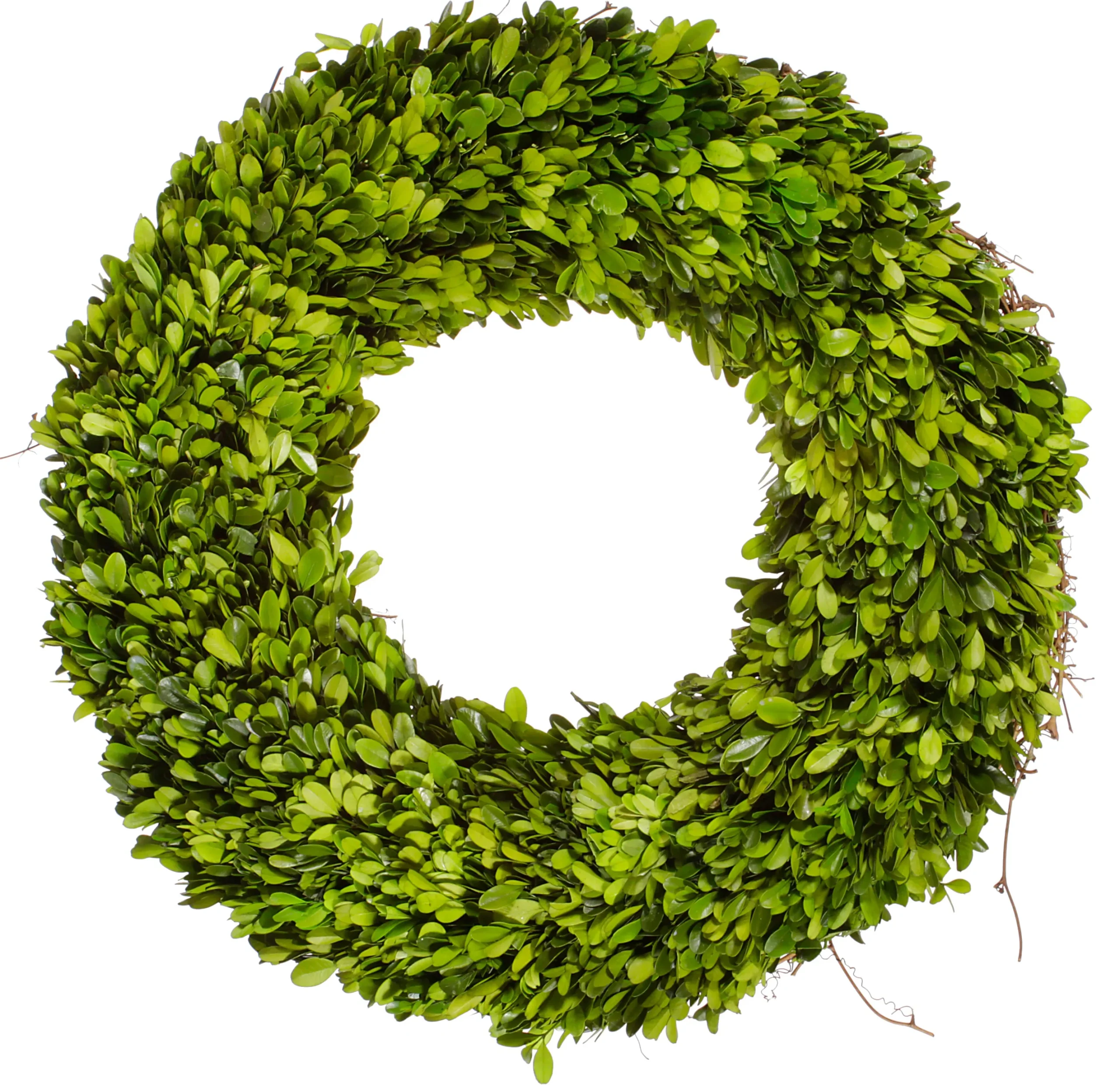 Preserved Boxwood Wreath 20" Single-side