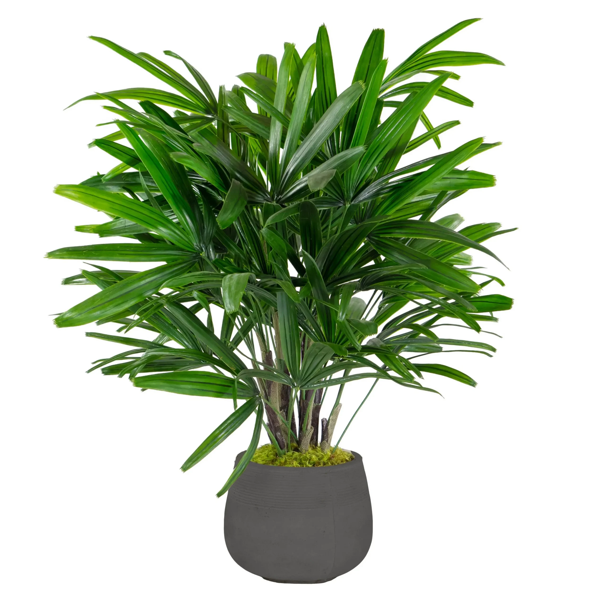 RHAPIS PALM IN STONECAST PLANTER 3'