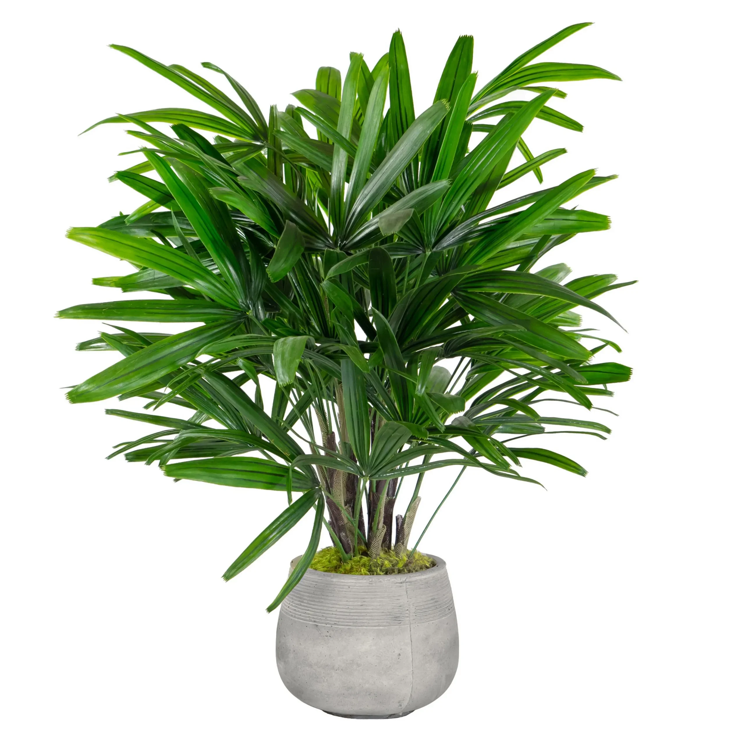 RHAPIS PALM IN STONECAST PLANTER 3'
