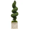 Spiral Boxwood in Square Planter 65"