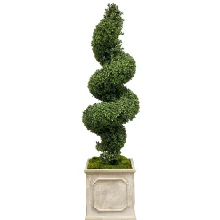 Spiral Boxwood in Square Planter 65"