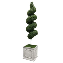Spiral Boxwood in Square Planter 6.5'