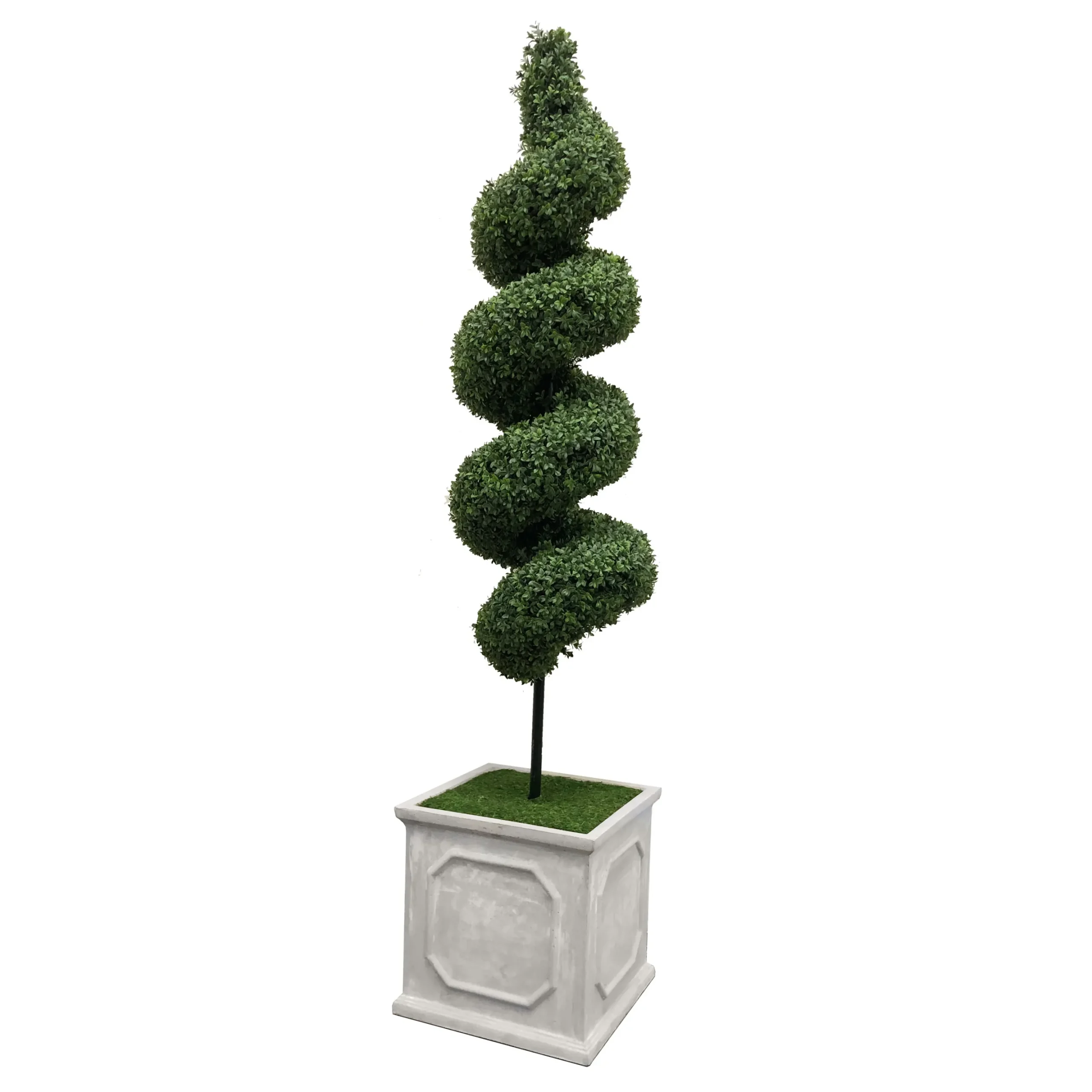 Spiral Boxwood in Square Planter 6.5'