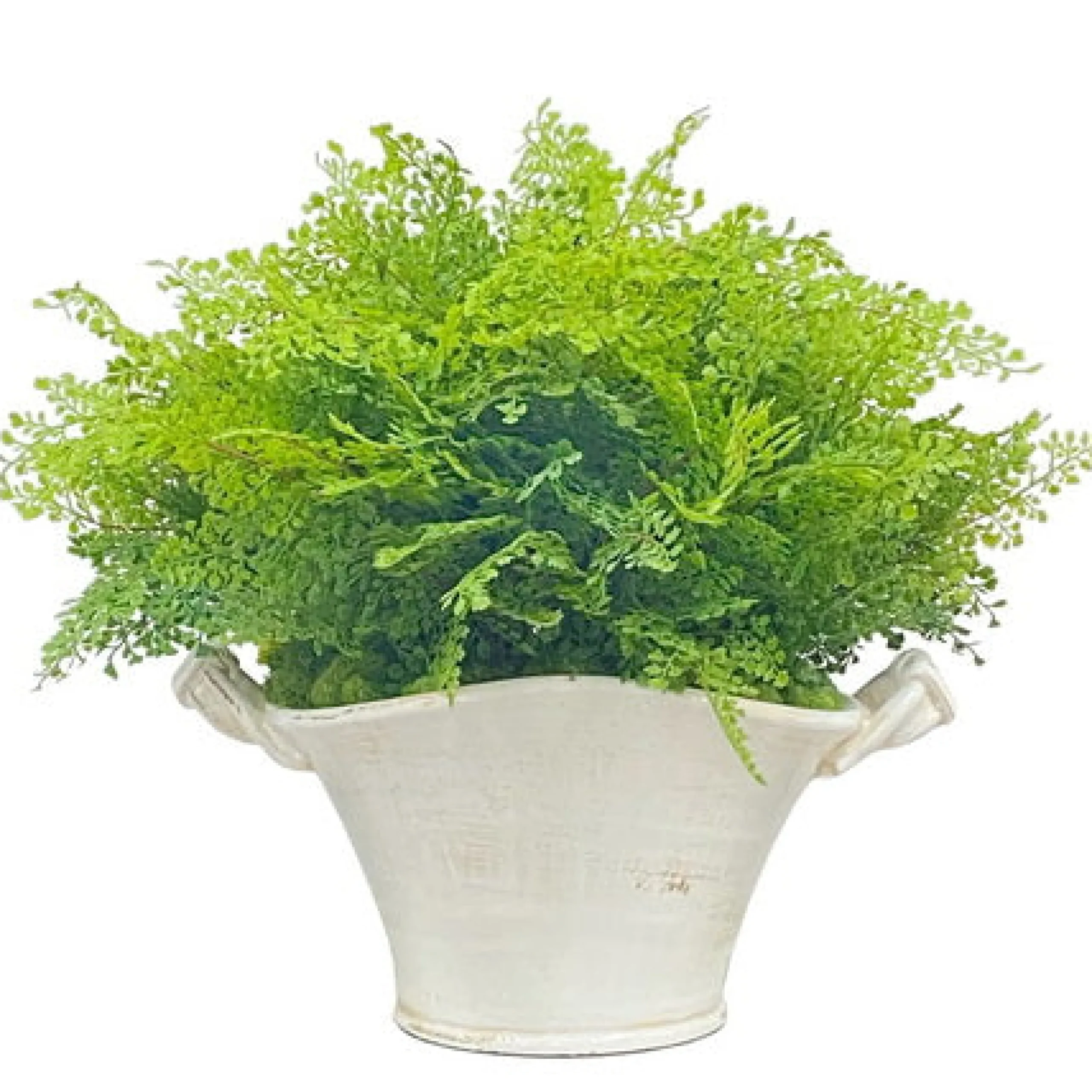 Spring Fern in Planter 22"