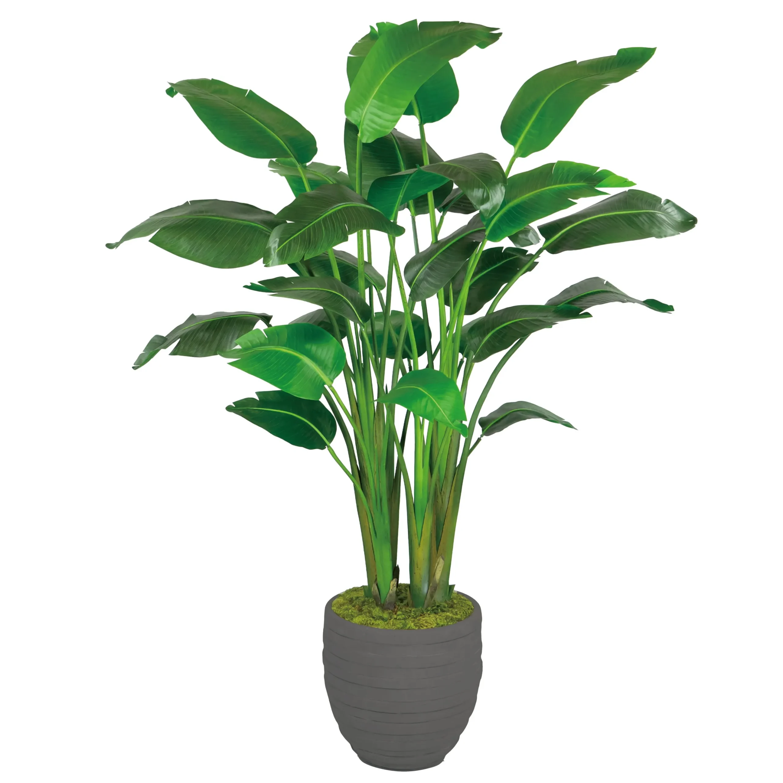 Travelers Palm in Stonecast Pot 6'