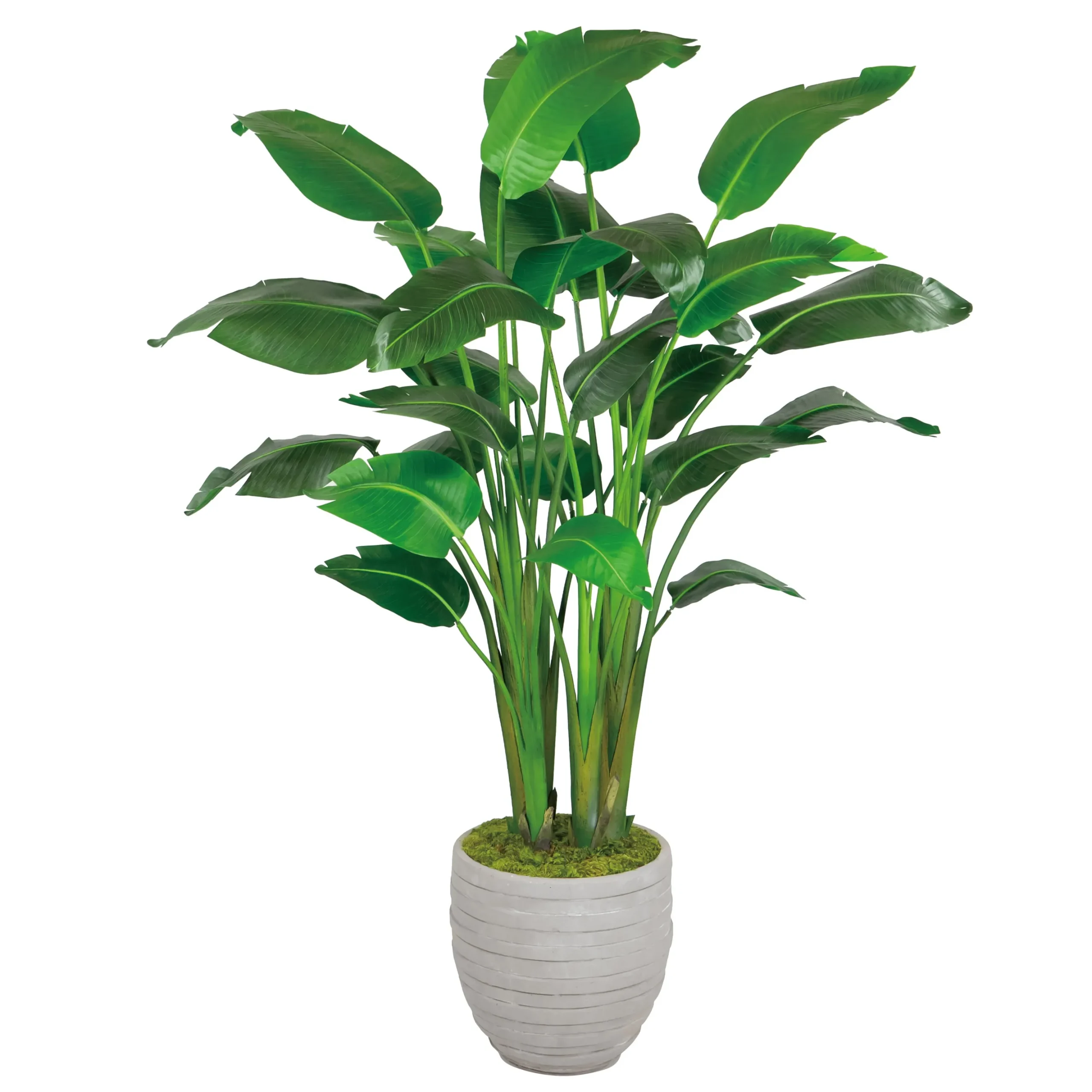 Travelers Palm in Stonecast Pot 6'