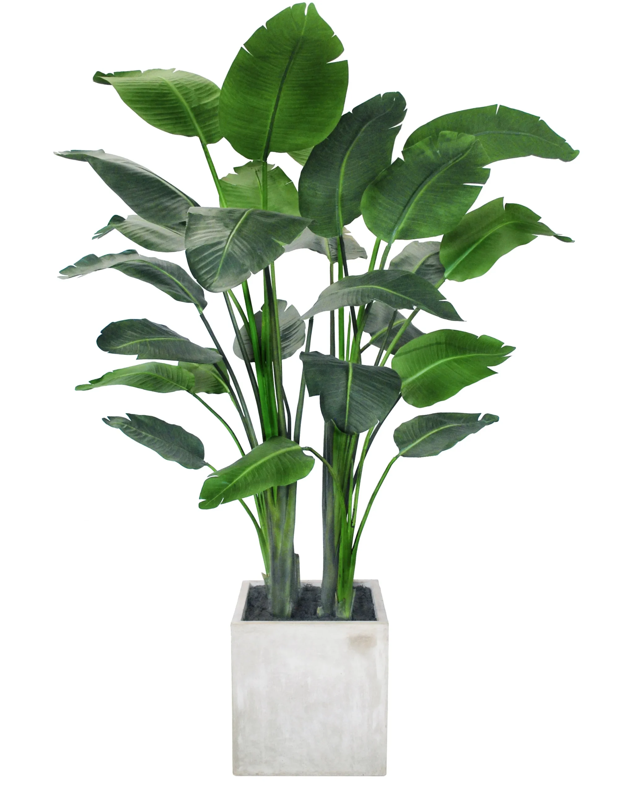 Travelers Palm Potted Tree 6'