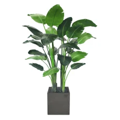 Travelers Palm Potted Tree 6'