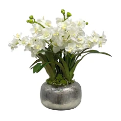 Vanda Orchid in Pot 18"