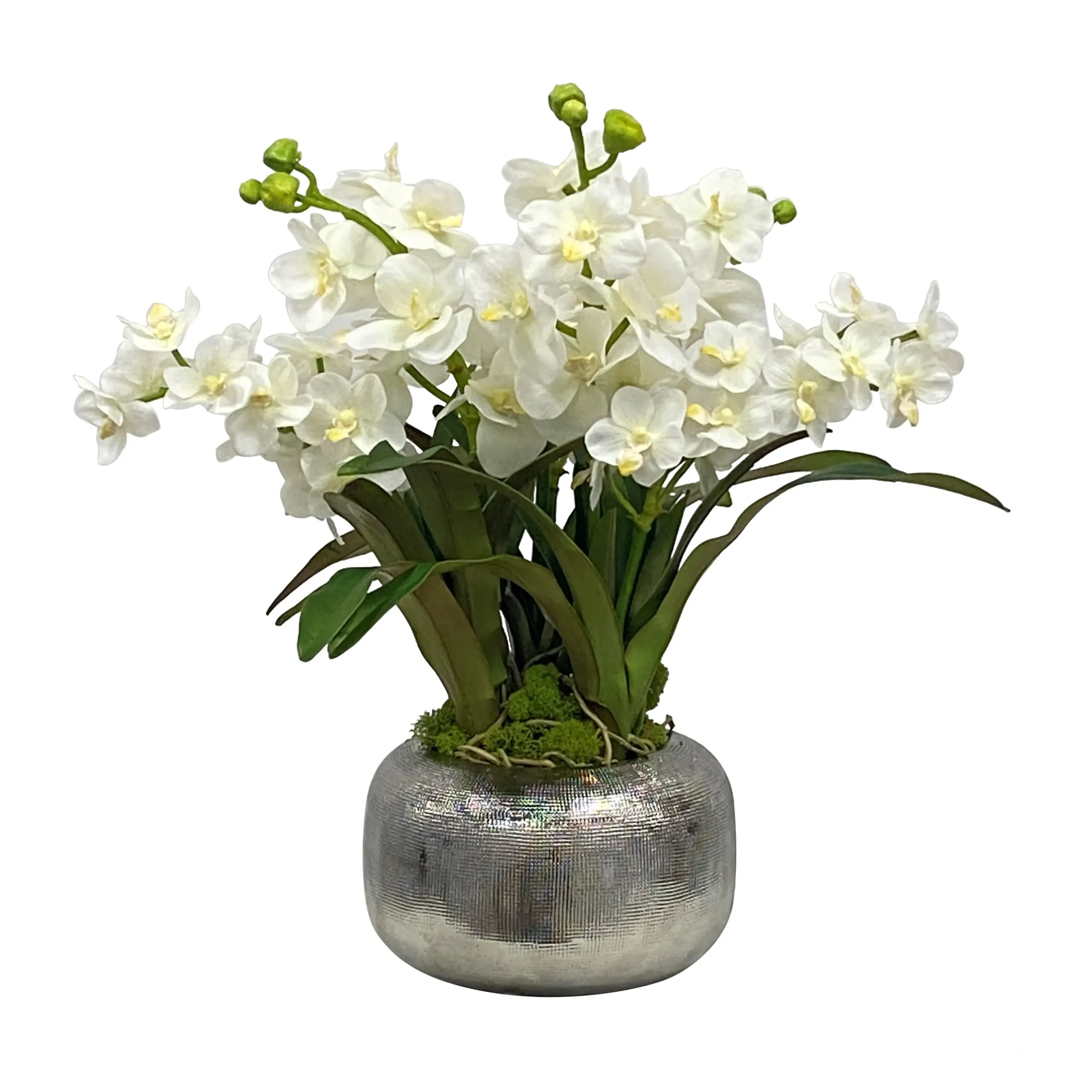Vanda Orchid in Pot 18"