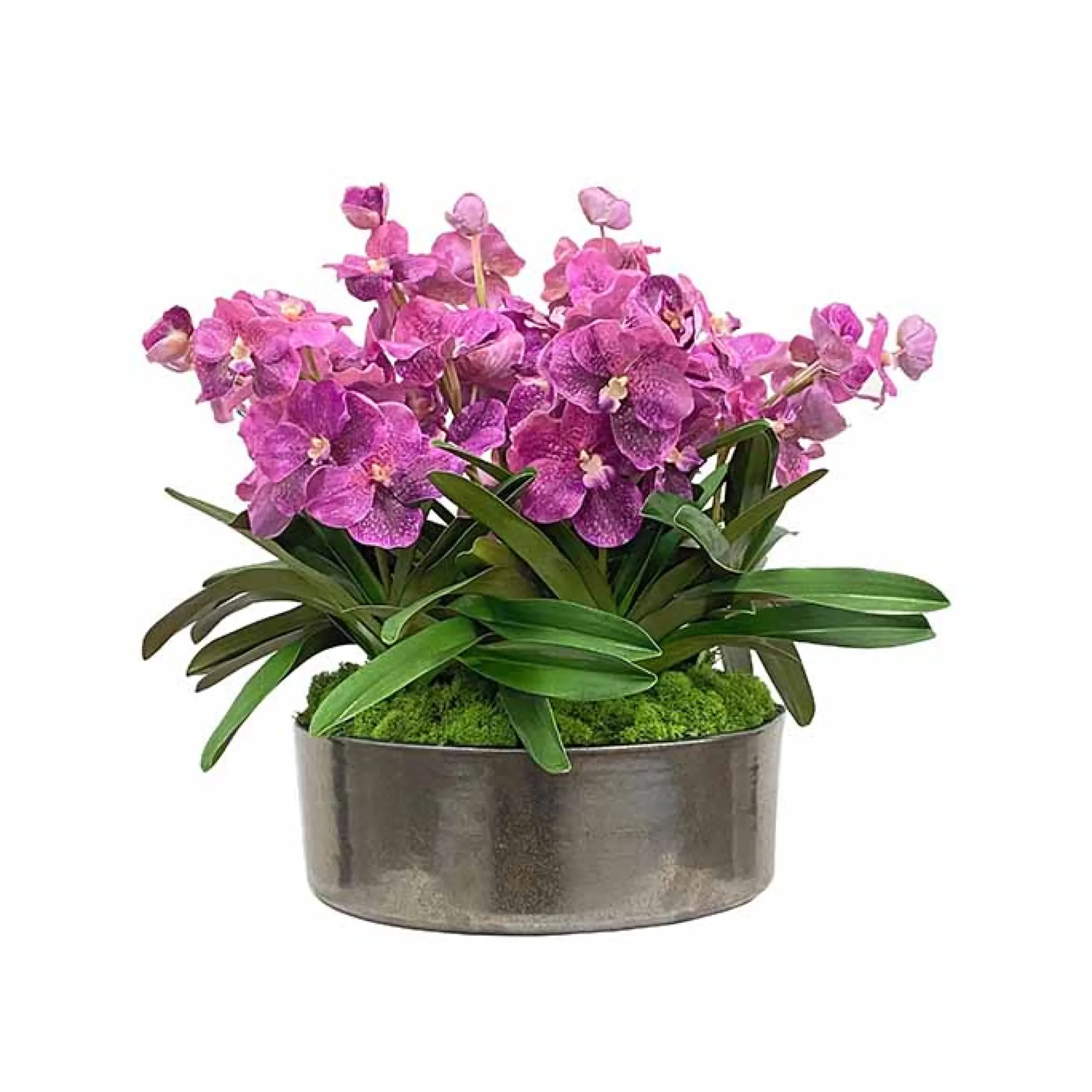 Vanda Orchid Plant Centerpiece 21"