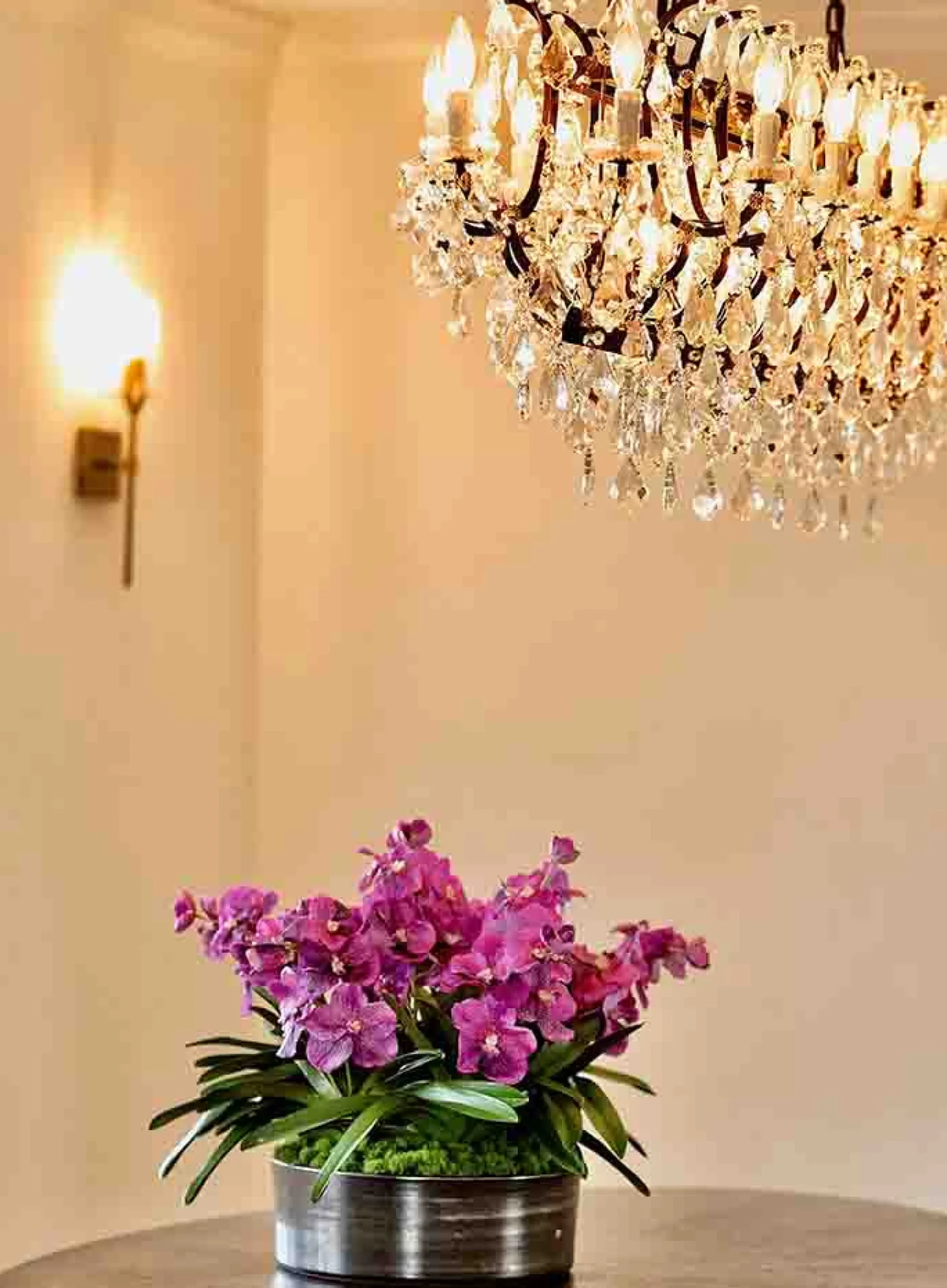 Vanda Orchid Plant Centerpiece 21"