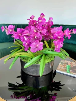 Vanda Orchid Plant Centerpiece 21