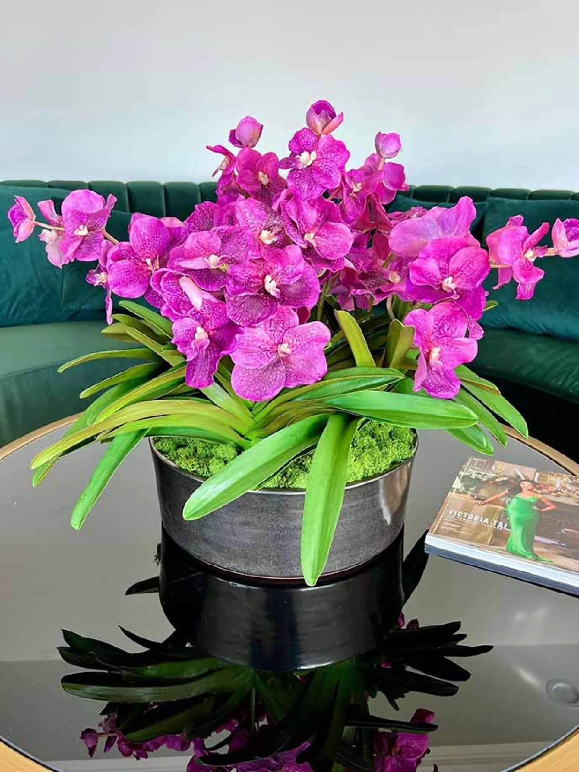 Vanda Orchid Plant Centerpiece 21"