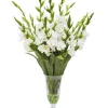 WHITE GLADIOLUS IN CUT VASE (WHD167-WH)