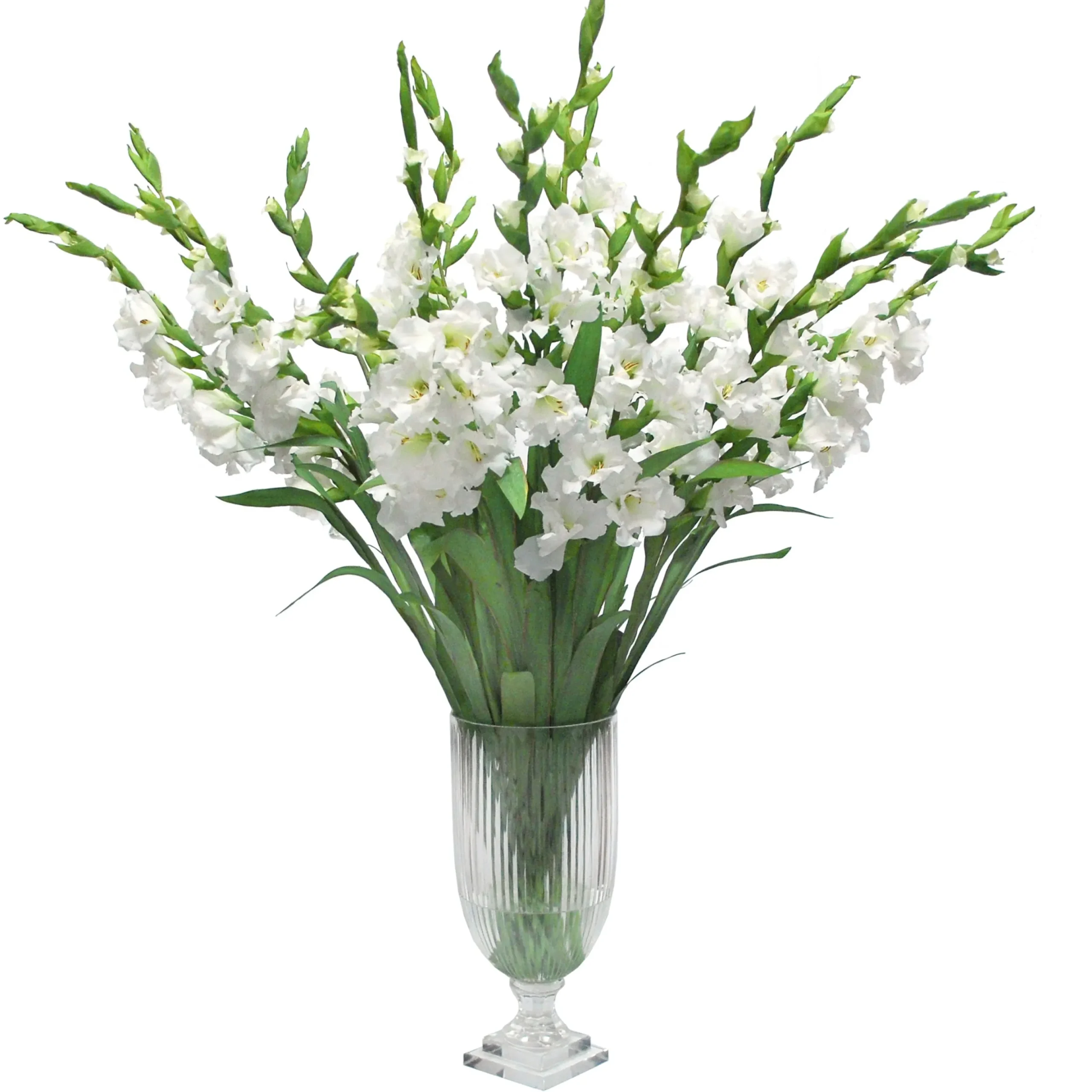 White Gladiolus in Cut Vase 48"